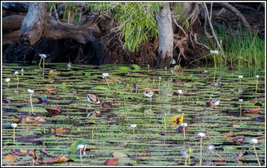 Abstract, Birds, Landscape, Mulbabidgee, Nature, Photography, Queensland, Travel, Wetlands, Wilderness, Wildlife