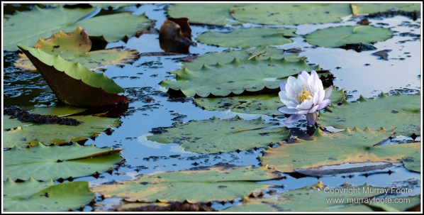 Abstract, Birds, Landscape, Mulbabidgee, Nature, Photography, Queensland, Travel, Wetlands, Wilderness, Wildlife