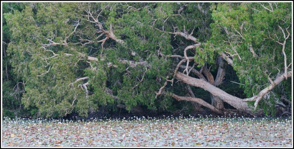 Abstract, Birds, Landscape, Mulbabidgee, Nature, Photography, Queensland, Travel, Wetlands, Wilderness, Wildlife