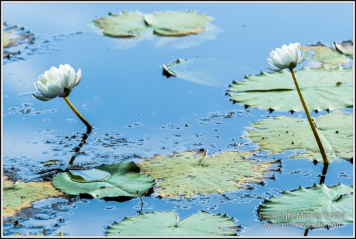 Abstract, Birds, Landscape, Mulbabidgee, Nature, Photography, Queensland, Travel, Wetlands, Wilderness, Wildlife
