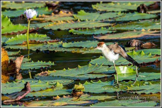 Abstract, Birds, Landscape, Mulbabidgee, Nature, Photography, Queensland, Travel, Wetlands, Wilderness, Wildlife