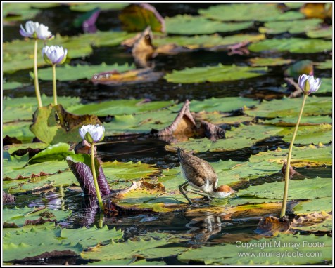 Abstract, Birds, Landscape, Mulbabidgee, Nature, Photography, Queensland, Travel, Wetlands, Wilderness, Wildlife