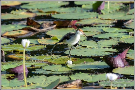 Abstract, Birds, Landscape, Mulbabidgee, Nature, Photography, Queensland, Travel, Wetlands, Wilderness, Wildlife