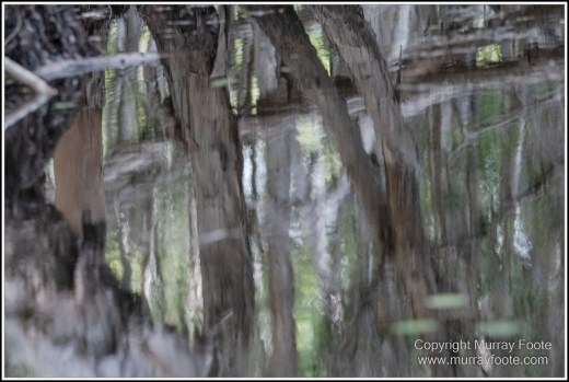 Abstract, Birds, Landscape, Mulbabidgee, Nature, Photography, Queensland, Travel, Wetlands, Wilderness, Wildlife
