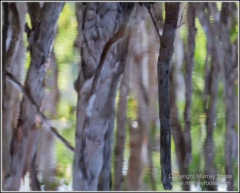 Abstract, Birds, Landscape, Mulbabidgee, Nature, Photography, Queensland, Travel, Wetlands, Wilderness, Wildlife