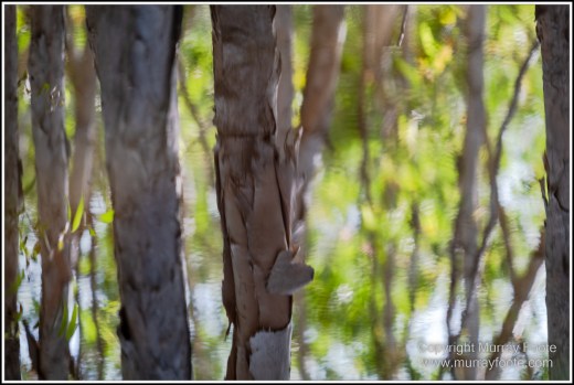 Abstract, Birds, Landscape, Mulbabidgee, Nature, Photography, Queensland, Travel, Wetlands, Wilderness, Wildlife