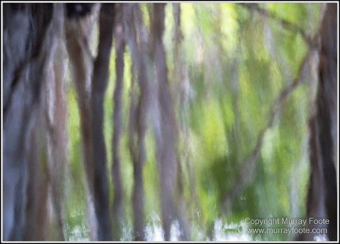 Abstract, Birds, Landscape, Mulbabidgee, Nature, Photography, Queensland, Travel, Wetlands, Wilderness, Wildlife