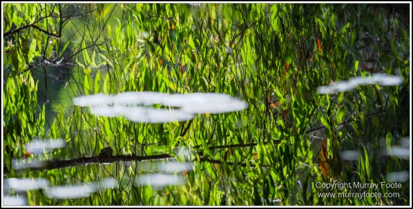 Abstract, Birds, Landscape, Mulbabidgee, Nature, Photography, Queensland, Travel, Wetlands, Wilderness, Wildlife