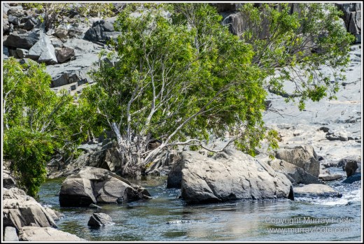Abstract, Birds, Landscape, Mulbabidgee, Nature, Photography, Queensland, Travel, Wetlands, Wilderness, Wildlife