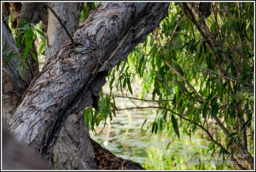 Landscape, Macro, Nature, Photography, Queensland, Rock Art, Travel, Wilderness