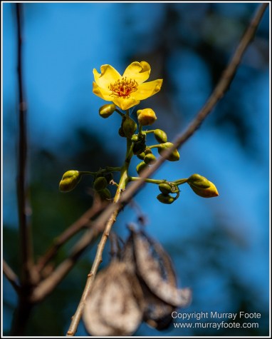 Landscape, Macro, Nature, Photography, Queensland, Rock Art, Travel, Wilderness