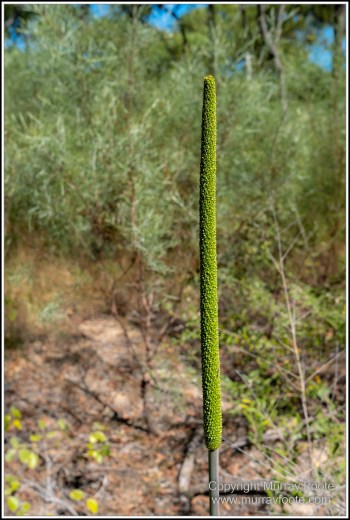 Landscape, Macro, Nature, Photography, Queensland, Rock Art, Travel, Wilderness