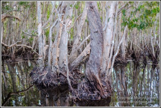 Abstract, Birds, Landscape, Mulbabidgee, Nature, Photography, Queensland, Travel, Wetlands, Wilderness, Wildlife