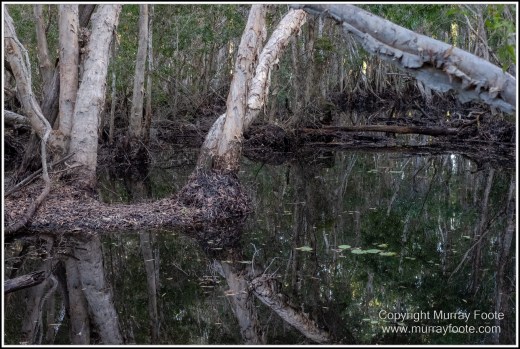 Abstract, Birds, Landscape, Mulbabidgee, Nature, Photography, Queensland, Travel, Wetlands, Wilderness, Wildlife