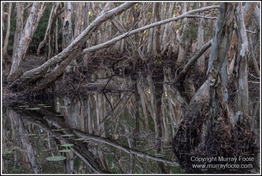 Abstract, Birds, Landscape, Mulbabidgee, Nature, Photography, Queensland, Travel, Wetlands, Wilderness, Wildlife