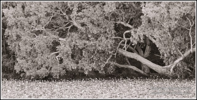 Architecture, Black and White, Cooktown, Infrared, Landscape, Monochrome, Nature, Photography, Rock Art, Travel, Wildlife