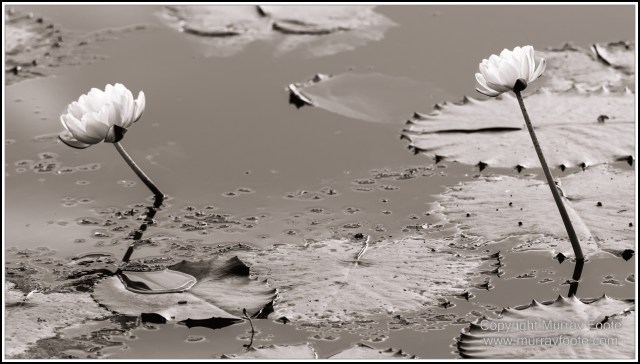 Architecture, Black and White, Cooktown, Infrared, Landscape, Monochrome, Nature, Photography, Rock Art, Travel, Wildlife
