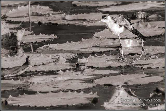 Architecture, Black and White, Cooktown, Infrared, Landscape, Monochrome, Nature, Photography, Rock Art, Travel, Wildlife