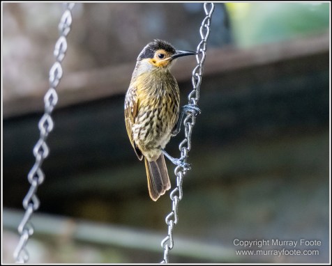Birds, Bush Turkey, Helmeted Friarbird, Landscape, Macleay's Honeyeater, Mossman Gorge, Nature, Photography, Queensland, Travel, Wilderness, Wildlife