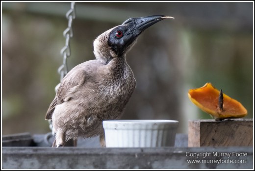 Birds, Bush Turkey, Helmeted Friarbird, Landscape, Macleay's Honeyeater, Mossman Gorge, Nature, Photography, Queensland, Travel, Wilderness, Wildlife