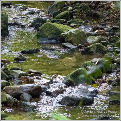 Birds, Bush Turkey, Helmeted Friarbird, Landscape, Macleay's Honeyeater, Mossman Gorge, Nature, Photography, Queensland, Travel, Wilderness, Wildlife