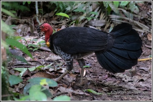 Birds, Bush Turkey, Helmeted Friarbird, Landscape, Macleay's Honeyeater, Mossman Gorge, Nature, Photography, Queensland, Travel, Wilderness, Wildlife