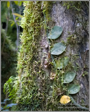 Birds, Bush Turkey, Helmeted Friarbird, Landscape, Macleay's Honeyeater, Mossman Gorge, Nature, Photography, Queensland, Travel, Wilderness, Wildlife
