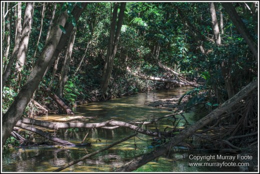 Daintree River, Infrared, Landscape, Nature, Photography, Queensland, Travel, Wilderness