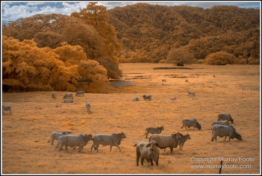 Daintree River, Infrared, Landscape, Nature, Photography, Queensland, Travel, Wilderness