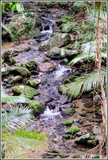 Birds, Bush Turkey, Helmeted Friarbird, Landscape, Macleay's Honeyeater, Mossman Gorge, Nature, Photography, Queensland, Travel, Wilderness, Wildlife
