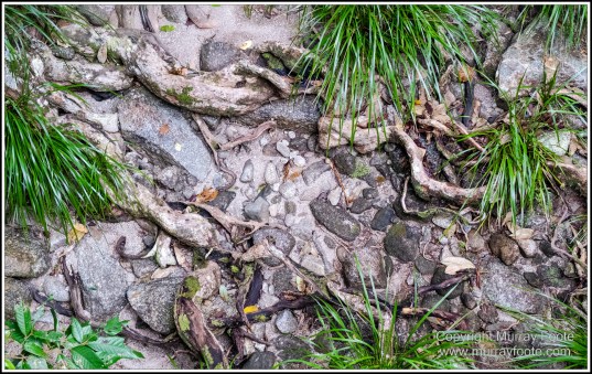 Birds, Bush Turkey, Helmeted Friarbird, Landscape, Macleay's Honeyeater, Mossman Gorge, Nature, Photography, Queensland, Travel, Wilderness, Wildlife