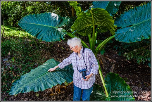 Daintree River, Infrared, Landscape, Nature, Photography, Queensland, Travel, Wilderness