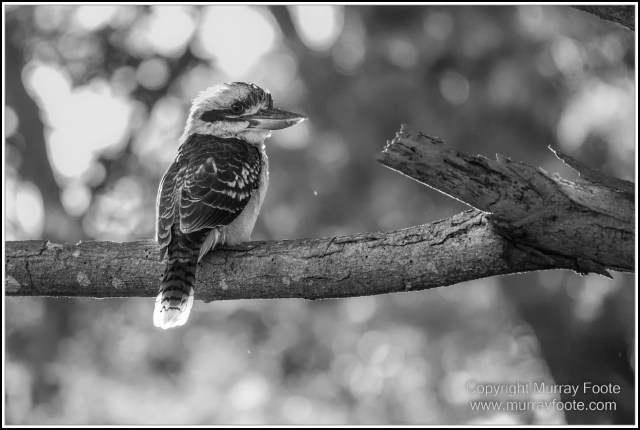 Architecture, Black and White, Infrared, Landscape, Laura, Monochrome, Nature, Photography, Rock Art, Travel, Wildlife