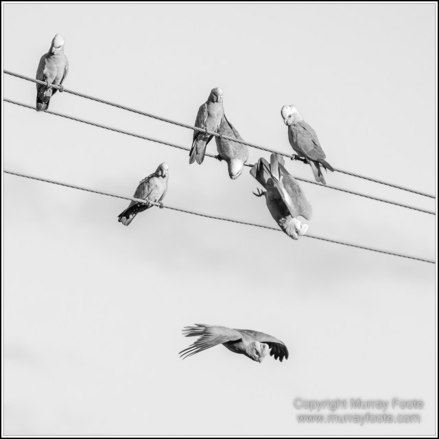 Architecture, Black and White, Infrared, Landscape, Laura, Monochrome, Nature, Photography, Rock Art, Travel, Wildlife