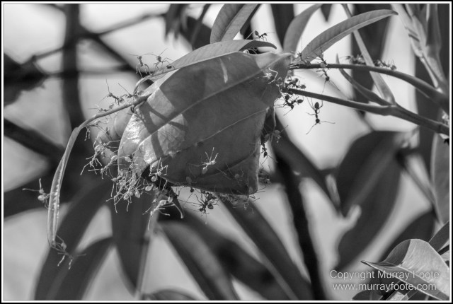 Architecture, Black and White, Infrared, Landscape, Laura, Monochrome, Nature, Photography, Rock Art, Travel, Wildlife