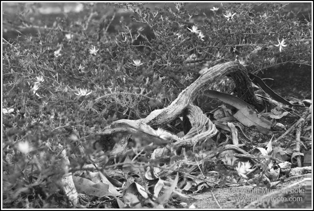 Architecture, Black and White, Infrared, Landscape, Laura, Monochrome, Nature, Photography, Rock Art, Travel, Wildlife