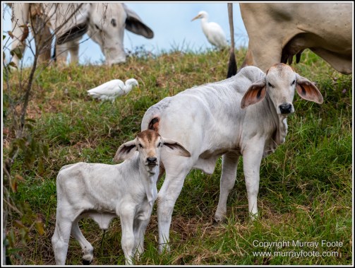 Azure Kingfisher, Birds, Black Bittern, Common Tree Snake, Daintree River, Landscape, Nature, Photography, Queensland, Rainbow Bee-Eater, Sacred Kingfisher, Saltwater Crocodile, Travel, Wilderness, Wildlife