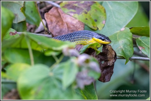 Azure Kingfisher, Birds, Black Bittern, Common Tree Snake, Daintree River, Landscape, Nature, Photography, Queensland, Rainbow Bee-Eater, Sacred Kingfisher, Saltwater Crocodile, Travel, Wilderness, Wildlife
