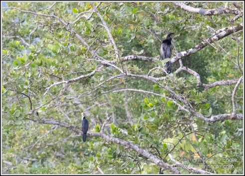 Azure Kingfisher, Birds, Black Bittern, Common Tree Snake, Daintree River, Landscape, Nature, Photography, Queensland, Rainbow Bee-Eater, Sacred Kingfisher, Saltwater Crocodile, Travel, Wilderness, Wildlife