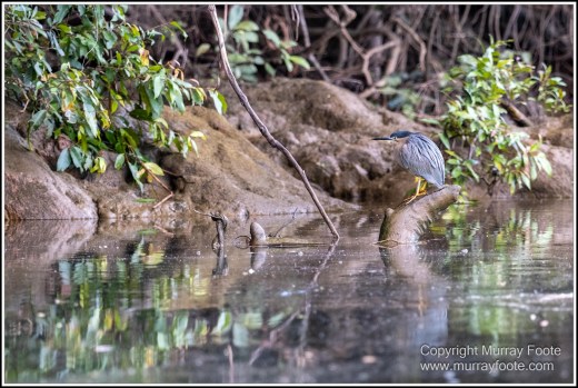 Azure Kingfisher, Birds, Black Bittern, Common Tree Snake, Daintree River, Landscape, Nature, Photography, Queensland, Rainbow Bee-Eater, Sacred Kingfisher, Saltwater Crocodile, Travel, Wilderness, Wildlife