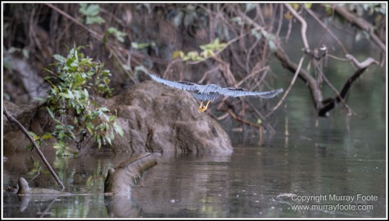 Azure Kingfisher, Birds, Black Bittern, Common Tree Snake, Daintree River, Landscape, Nature, Photography, Queensland, Rainbow Bee-Eater, Sacred Kingfisher, Saltwater Crocodile, Travel, Wilderness, Wildlife