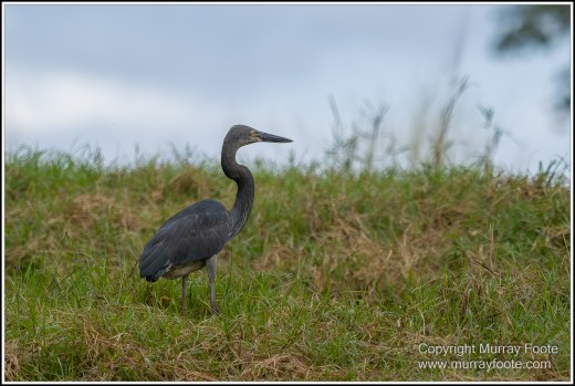 Azure Kingfisher, Birds, Black Bittern, Common Tree Snake, Daintree River, Landscape, Nature, Photography, Queensland, Rainbow Bee-Eater, Sacred Kingfisher, Saltwater Crocodile, Travel, Wilderness, Wildlife