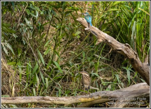 Azure Kingfisher, Birds, Black Bittern, Common Tree Snake, Daintree River, Landscape, Nature, Photography, Queensland, Rainbow Bee-Eater, Sacred Kingfisher, Saltwater Crocodile, Travel, Wilderness, Wildlife