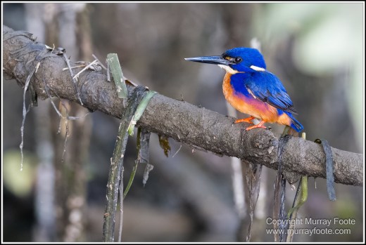 Azure Kingfisher, Birds, Black Bittern, Common Tree Snake, Daintree River, Landscape, Nature, Photography, Queensland, Rainbow Bee-Eater, Sacred Kingfisher, Saltwater Crocodile, Travel, Wilderness, Wildlife