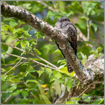 Azure Kingfisher, Birds, Black Bittern, Common Tree Snake, Daintree River, Landscape, Nature, Photography, Queensland, Rainbow Bee-Eater, Sacred Kingfisher, Saltwater Crocodile, Travel, Wilderness, Wildlife