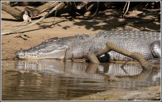 Azure Kingfisher, Birds, Black Bittern, Common Tree Snake, Daintree River, Landscape, Nature, Photography, Queensland, Rainbow Bee-Eater, Sacred Kingfisher, Saltwater Crocodile, Travel, Wilderness, Wildlife