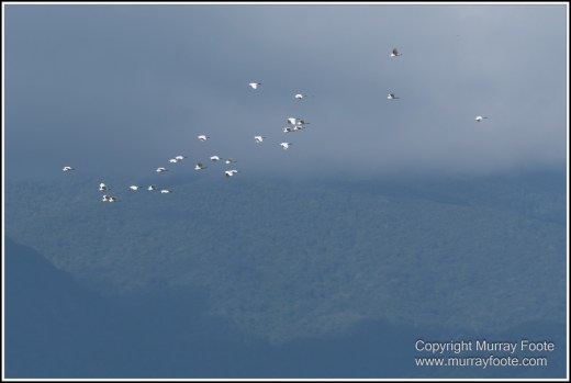 Azure Kingfisher, Birds, Black Bittern, Common Tree Snake, Daintree River, Landscape, Nature, Photography, Queensland, Rainbow Bee-Eater, Sacred Kingfisher, Saltwater Crocodile, Travel, Wilderness, Wildlife