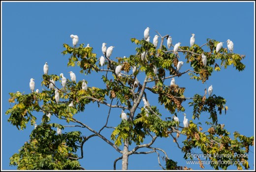 Azure Kingfisher, Birds, Black Bittern, Common Tree Snake, Daintree River, Landscape, Nature, Photography, Queensland, Rainbow Bee-Eater, Sacred Kingfisher, Saltwater Crocodile, Travel, Wilderness, Wildlife