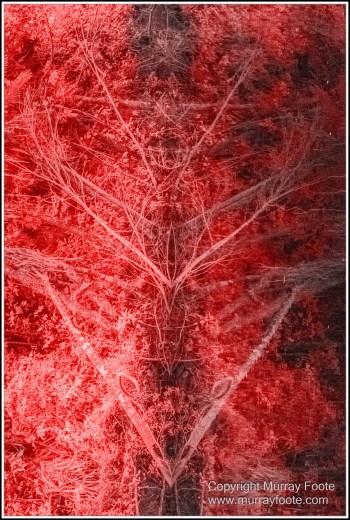 Daintree River, Infrared, Landscape, Nature, Photography, Queensland, Travel, Wilderness