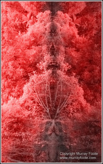 Daintree River, Infrared, Landscape, Nature, Photography, Queensland, Travel, Wilderness